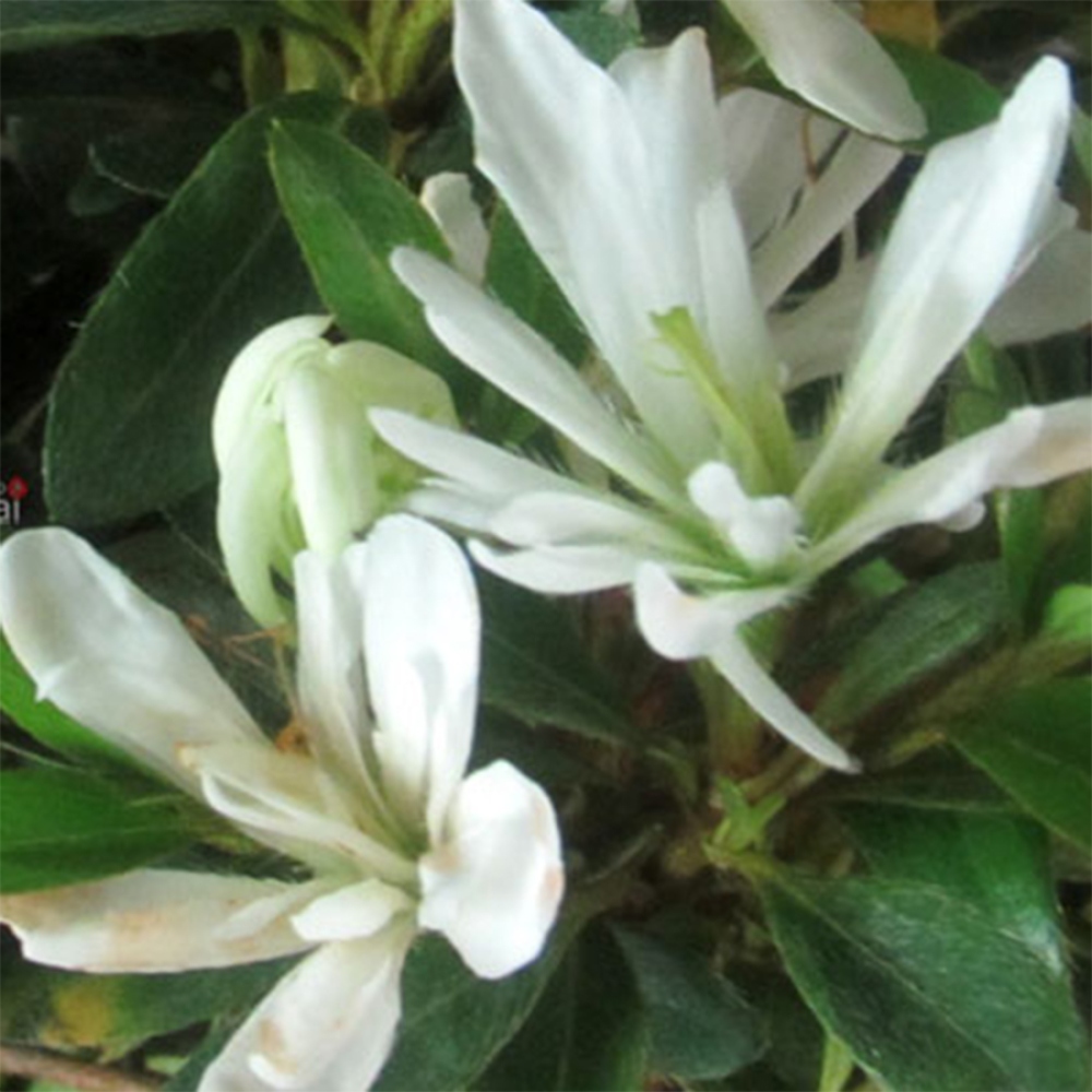 Vonkajší bonsaj - Japonská azalka - Azalka Tateyama-no-Yuki