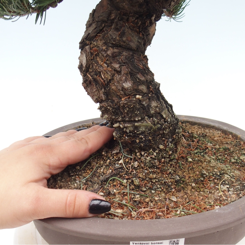 Vonkajšie bonsai - Pinus parviflora - Borovica drobnokvetá