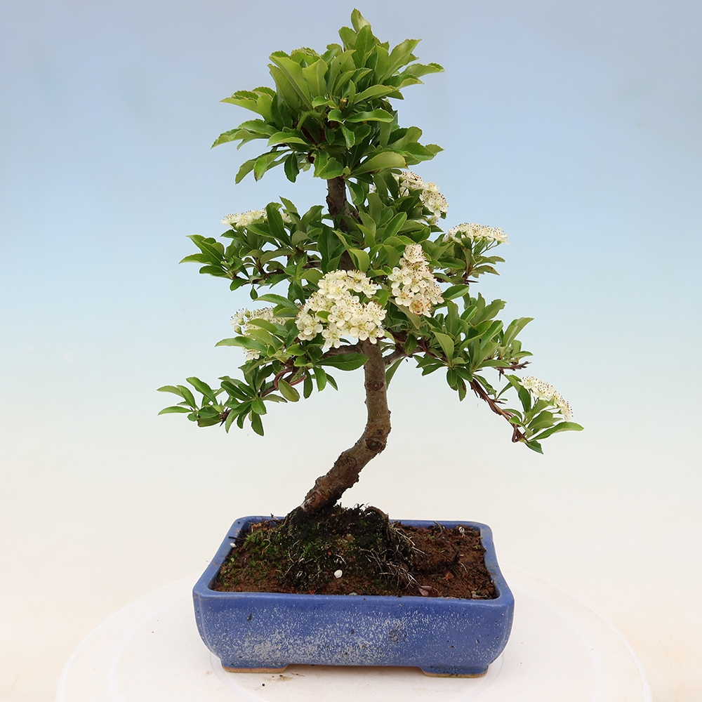 Vonkajší bonsai – Pyracantha teton – Hlohovec šarlátový