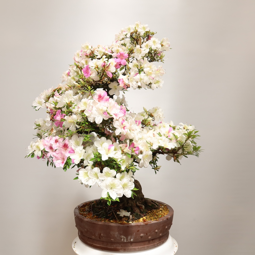 Vonkajšie bonsaje – Japonská azalka – Azalea Kotobokietsu
