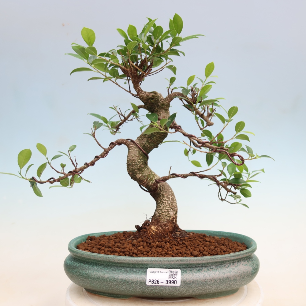 Izbové bonsaje - Ficus kimmen - drobnolistý fikus