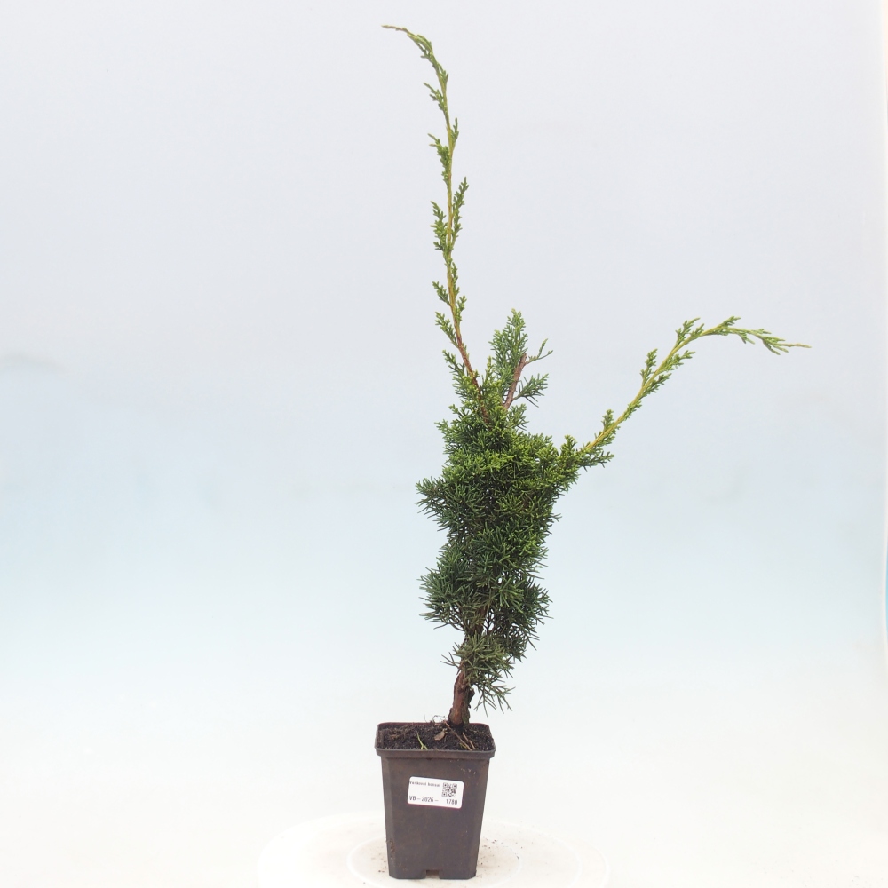 Vonkajší bonsaj - Juniperus chinensis Kishu