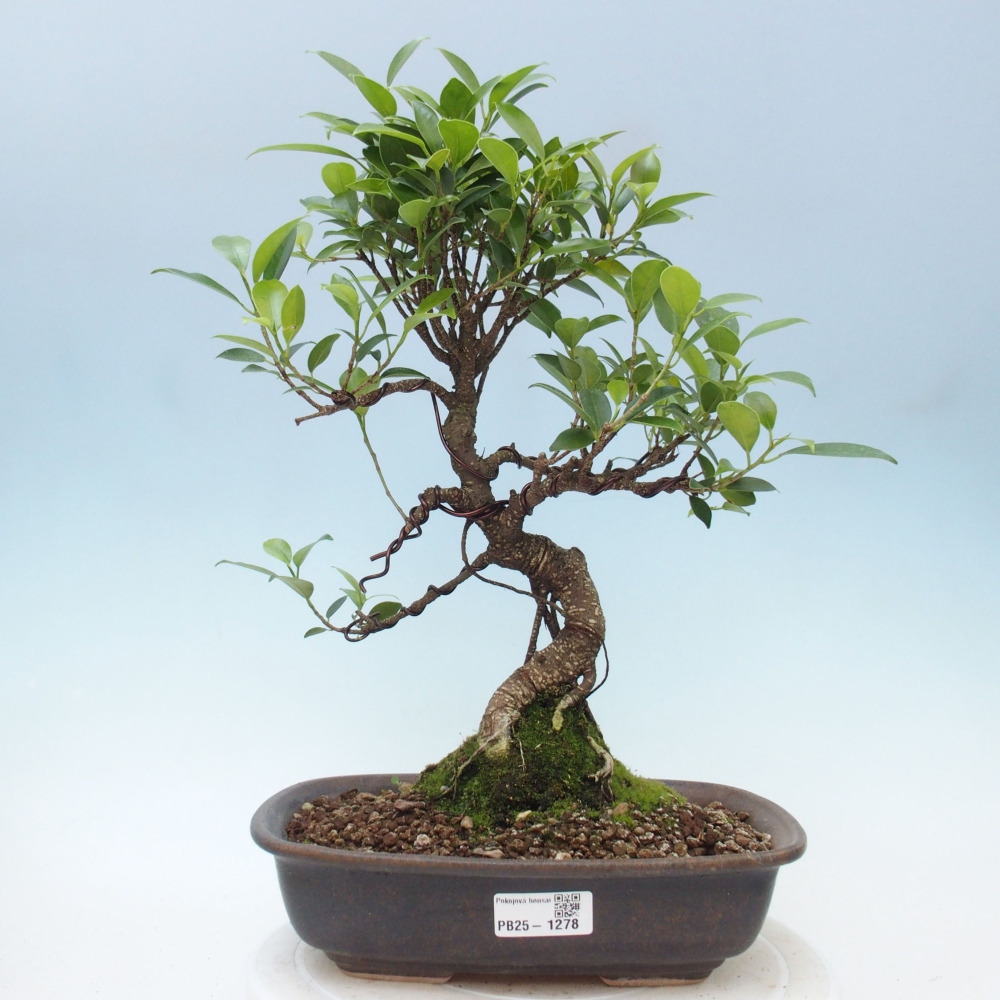Izbová bonsai - Ficus kimmen - malolistá fikus