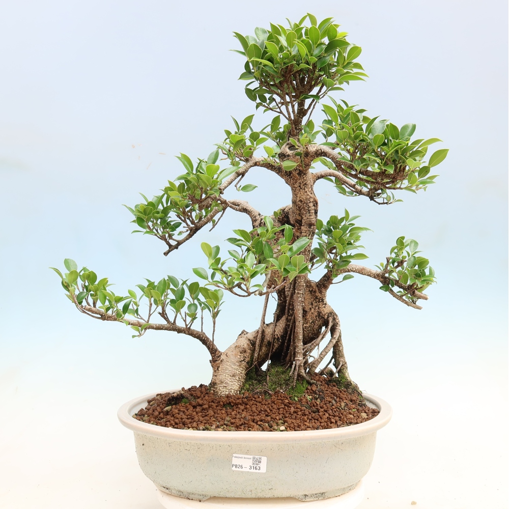 Izbové bonsaje - Ficus kimmen - drobnolistý fikus