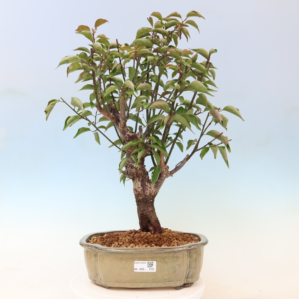 Vonkajšie bonsaje – Japonská marhuľa – Prunus Mume