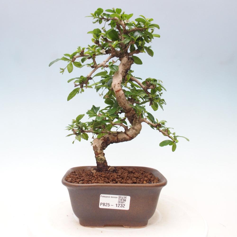 Izbová bonsai - Carmona macrophylla - Čaj fuki