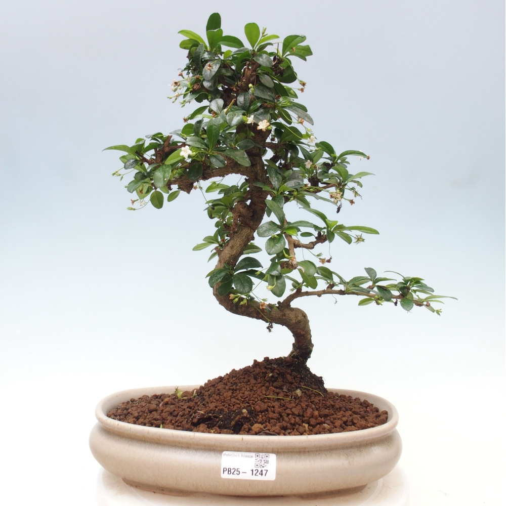 Izbová bonsai - Carmona macrophylla - Čaj fuki