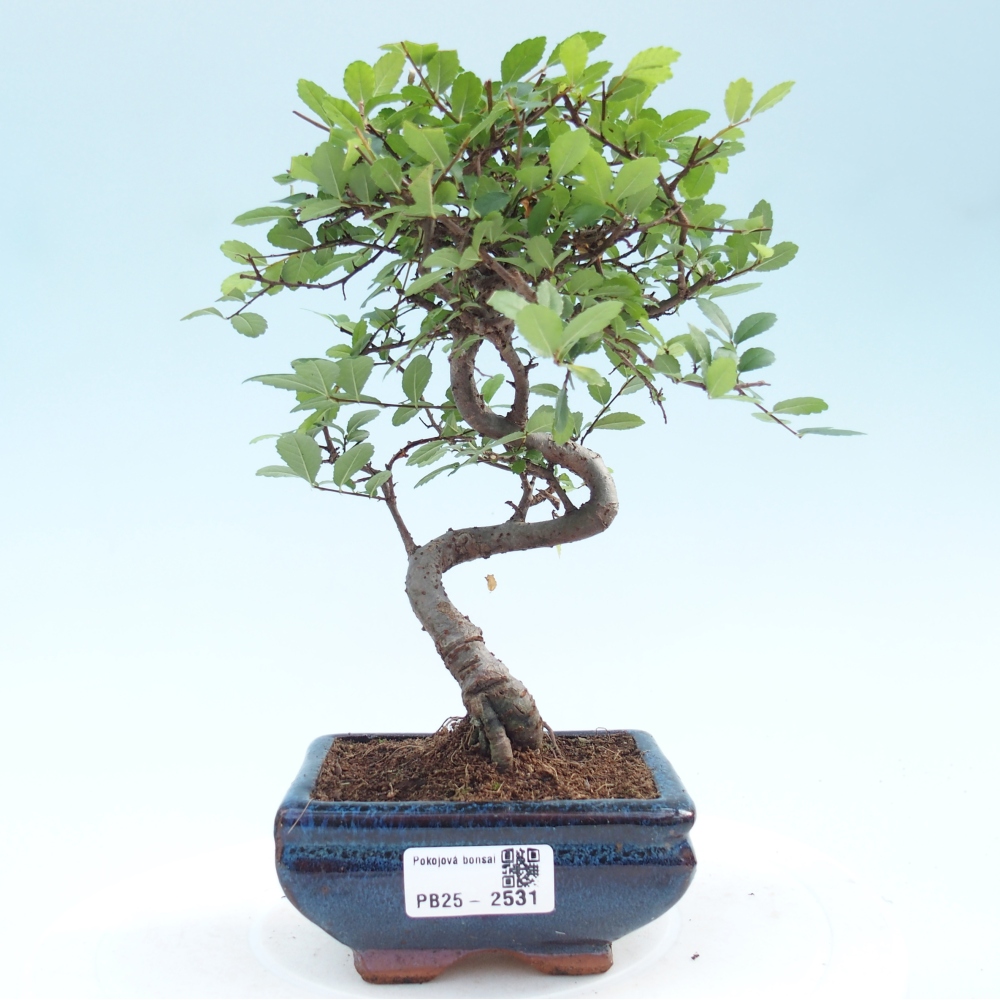 Izbová bonsai - Ulmus parvifolia - Malolistý jilm