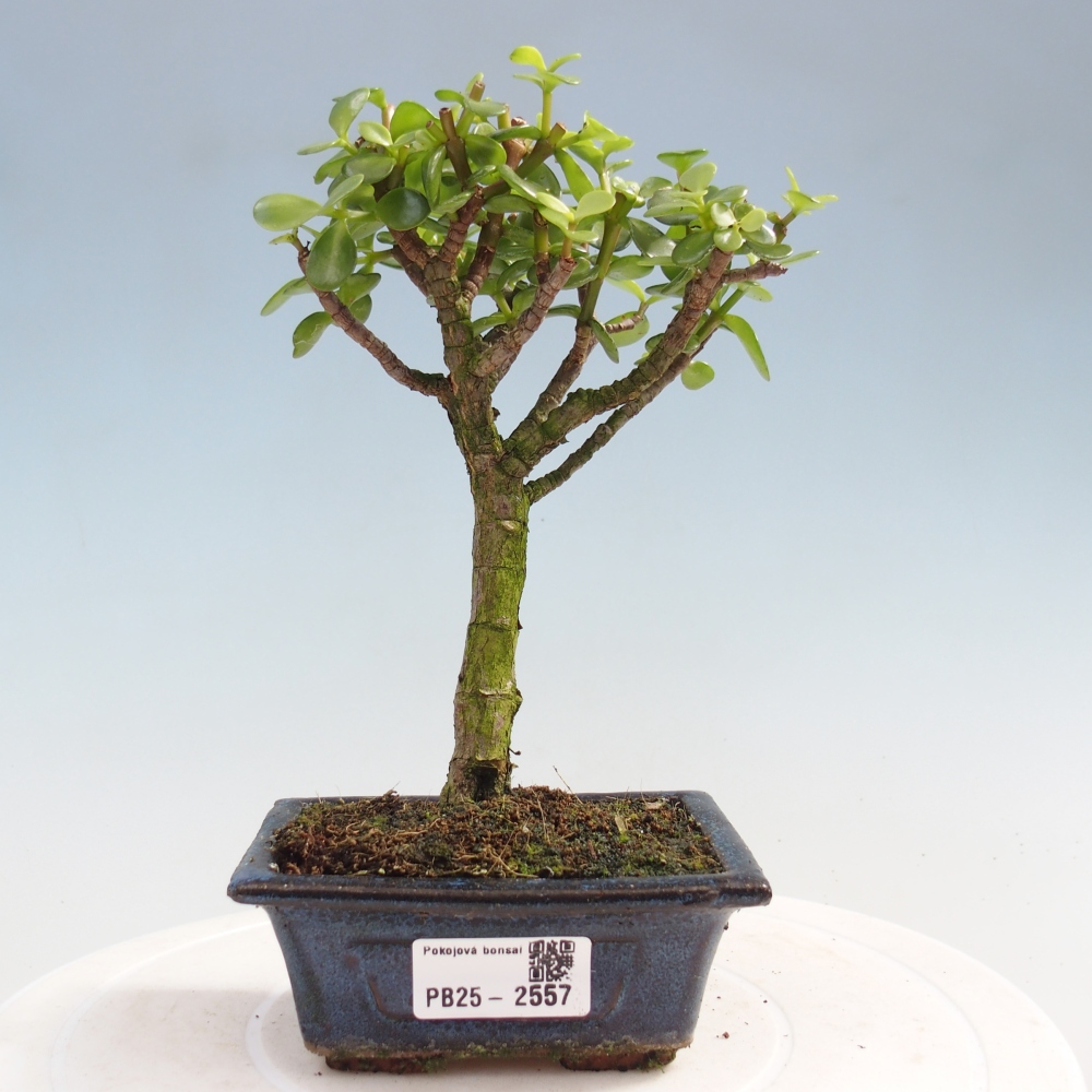 Izbová bonsai - Portulakaria Afra - Tlustice