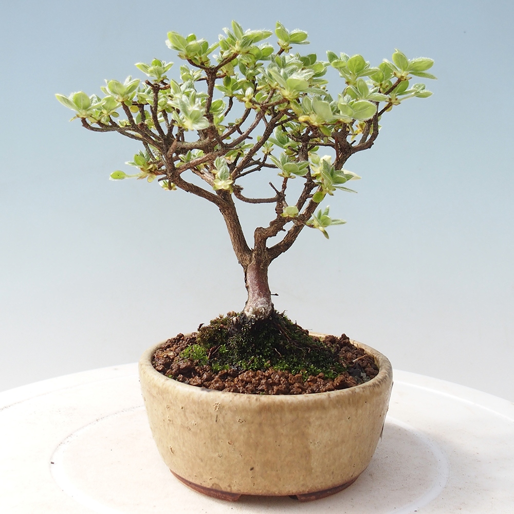 Vonkajší bonsai - Rhododendron indicum - Japonská azalka