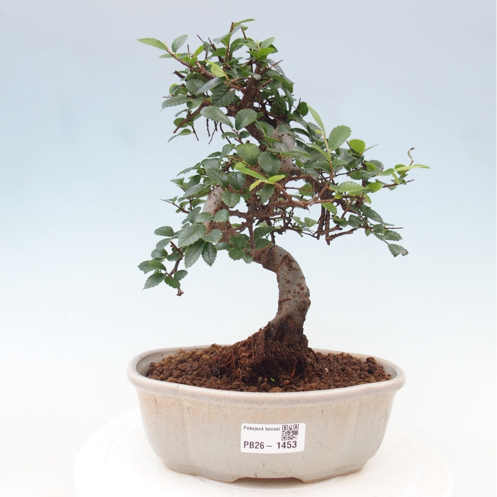 Izbový bonsaj - Ulmus parvifolia - brest malolistý