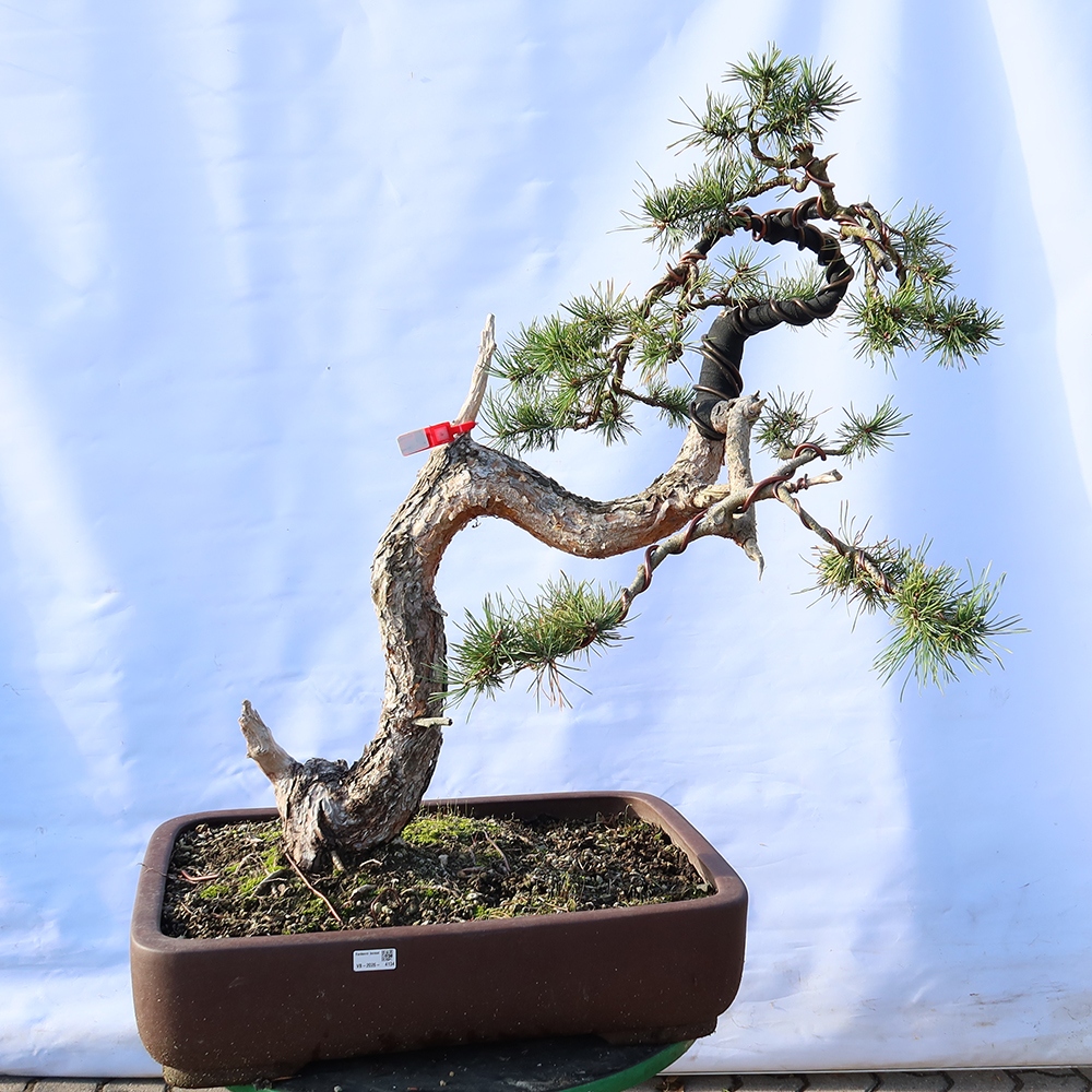 Pinus sylvestris Španielsko – borovica lesná