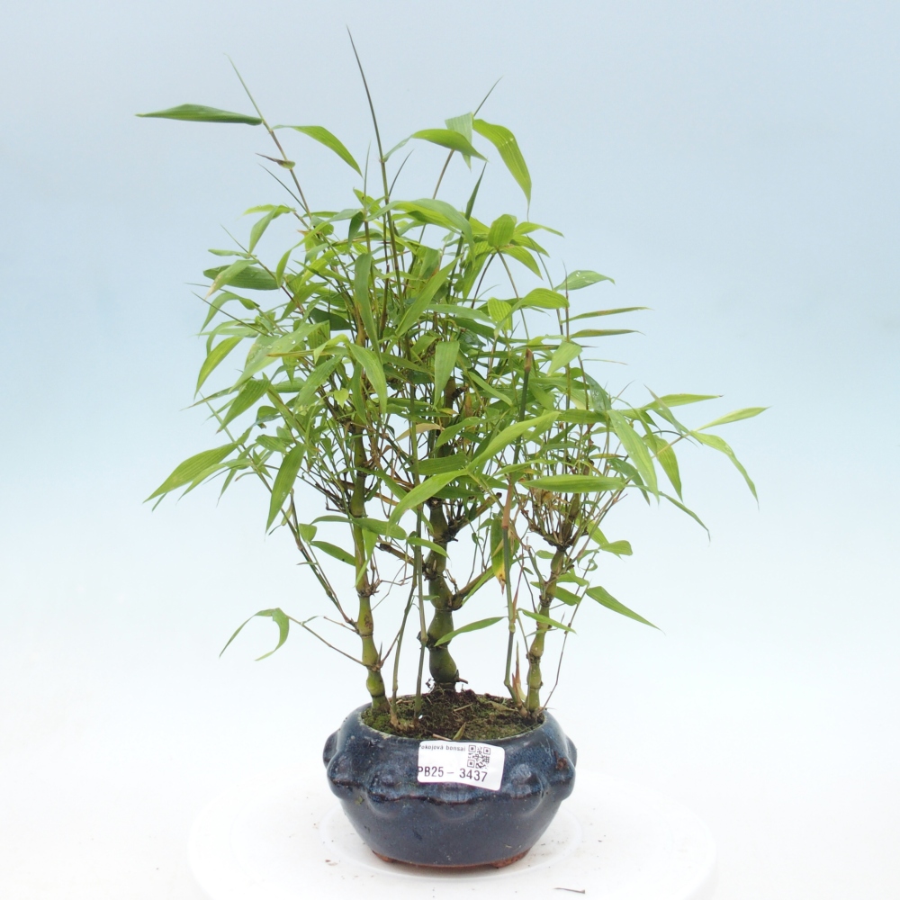 Izbové bonsaje - Bambusové brucho - Bambusové brucho