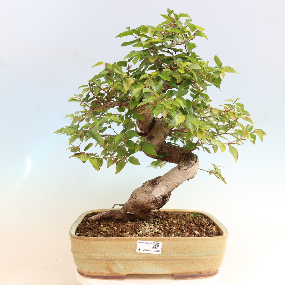 Vonkajšie bonsaje -Carpinus CARPINOIDES - Hrab kórejský