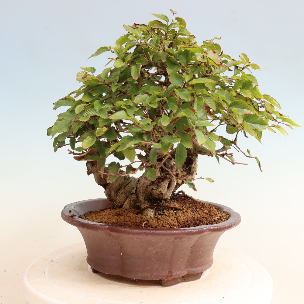 Vonkajšie bonsaje -Carpinus CARPINOIDES - Hrab kórejský