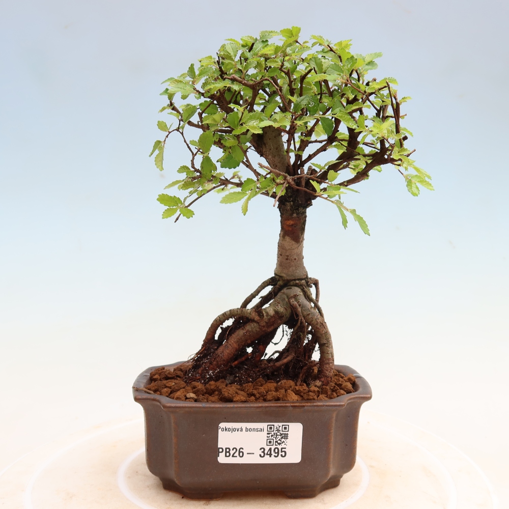 Izbový bonsaj - Ulmus parvifolia - brest malolistý