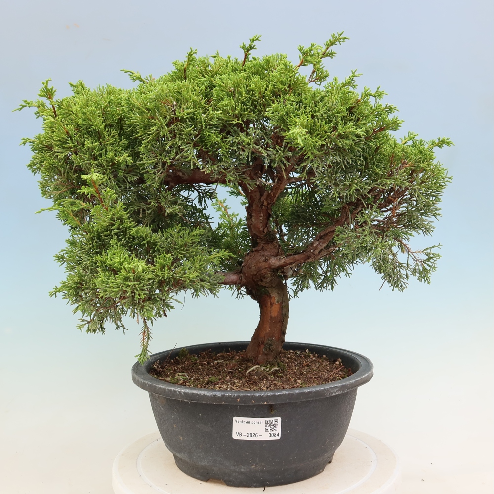 Vonkajší bonsai – Juniperus chinensis Itoigawa – čínsky jalovec