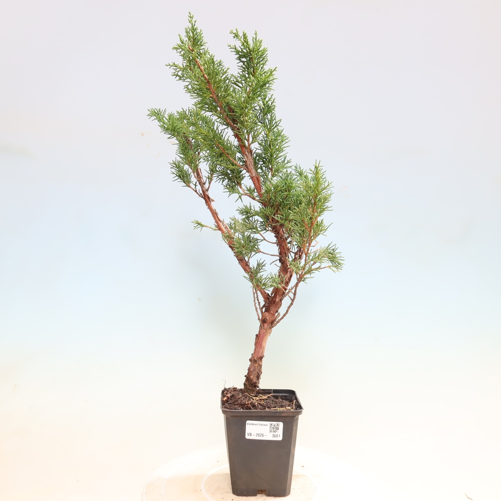 Vonkajší bonsaj - Juniperus chinensis Kishu