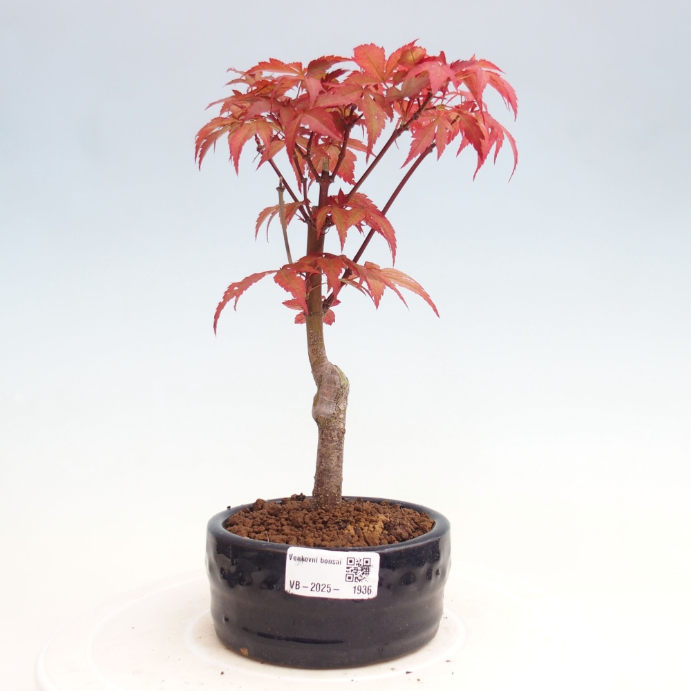 Vonkajší bonsai - Acer palm. Atropurpureum-Javor dlanitolistý