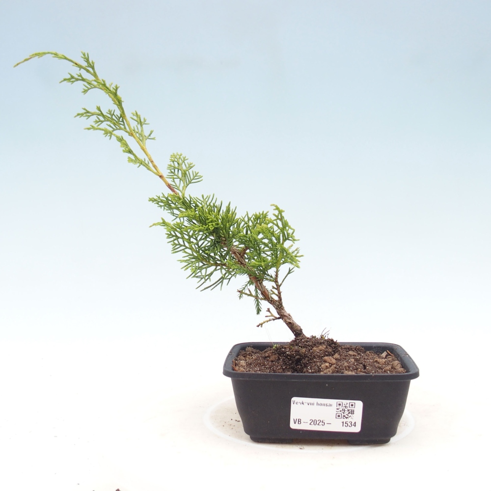 Vonkajší bonsai - Juniperus chinensis Itoigawa -Jalovec čínsky