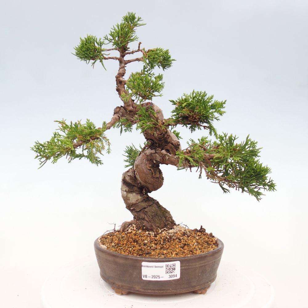 Vonkajší bonsai - Juniperus chinensis Itoigawa -Jalovec čínsky