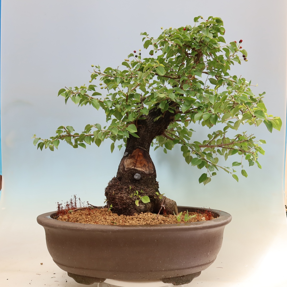 Vonkajší bonsai – Mahalebka – Prunus mahaleb
