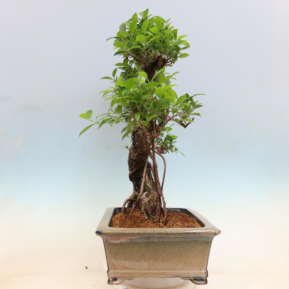 Izbové bonsaje - Ficus kimmen - drobnolistý fikus