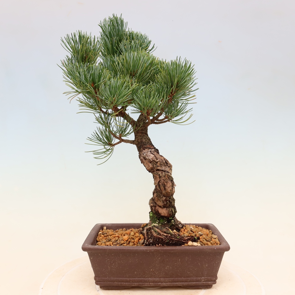 Vonkajšie bonsaje - Pinus parviflora - Pinus parviflora