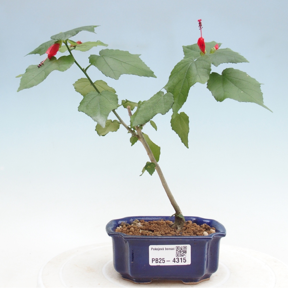 Izbový bonsaj - Malvaviscus arboreus