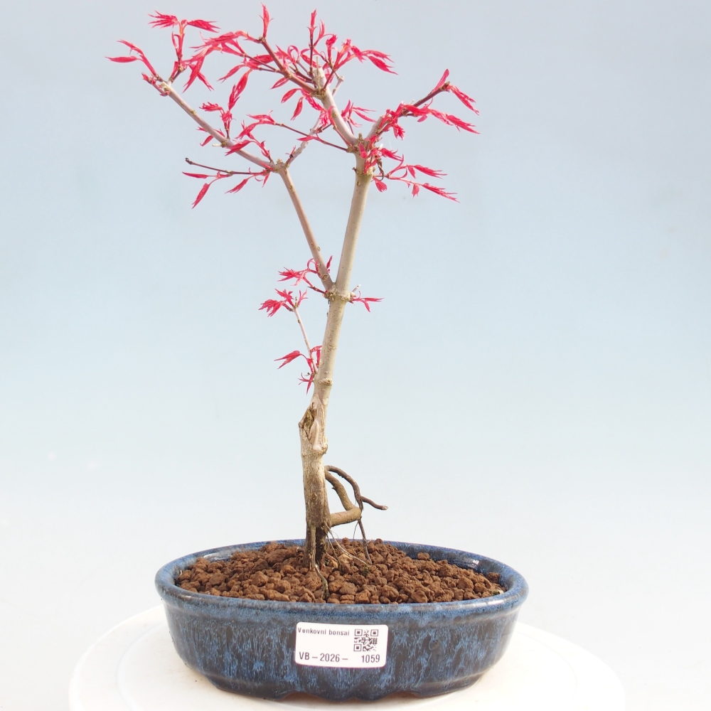 Vonkajší bonsaj - Acer palmatum DESHOJO