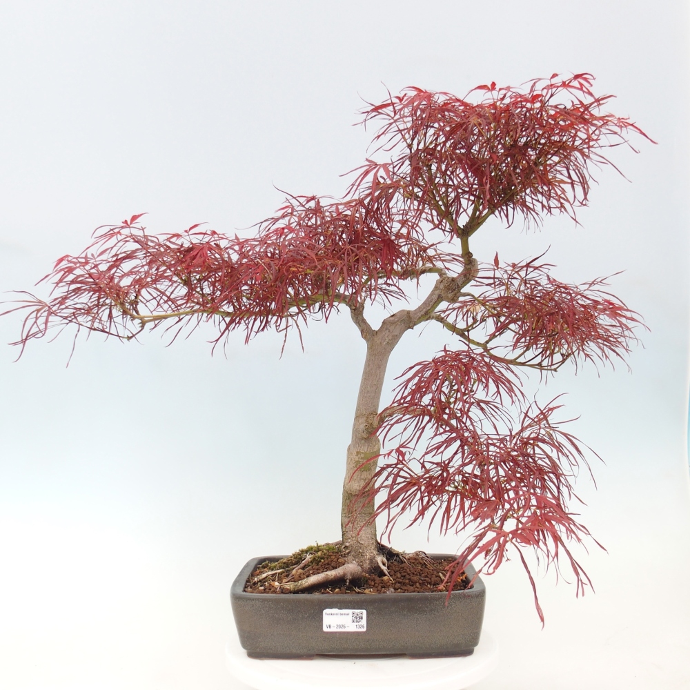 Vonkajší bonsaj - Acer palmatum RED PYGMY