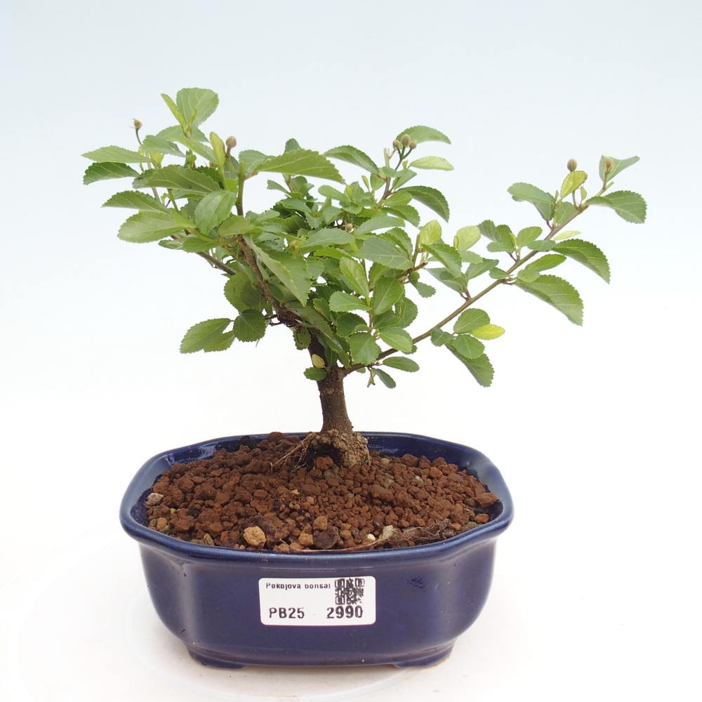 Izbová bonsai - Grewia occidentalis - Hviezdica levanduľová