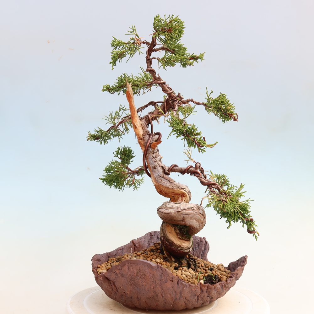 Vonkajší bonsai – Juniperus chinensis Itoigawa – čínsky jalovec