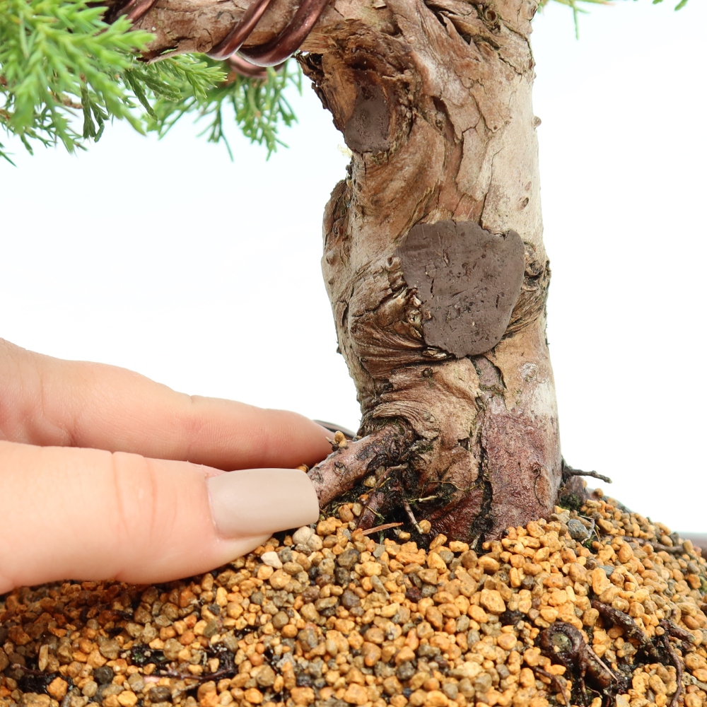 Vonkajší bonsai – Juniperus chinensis Itoigawa – čínsky jalovec