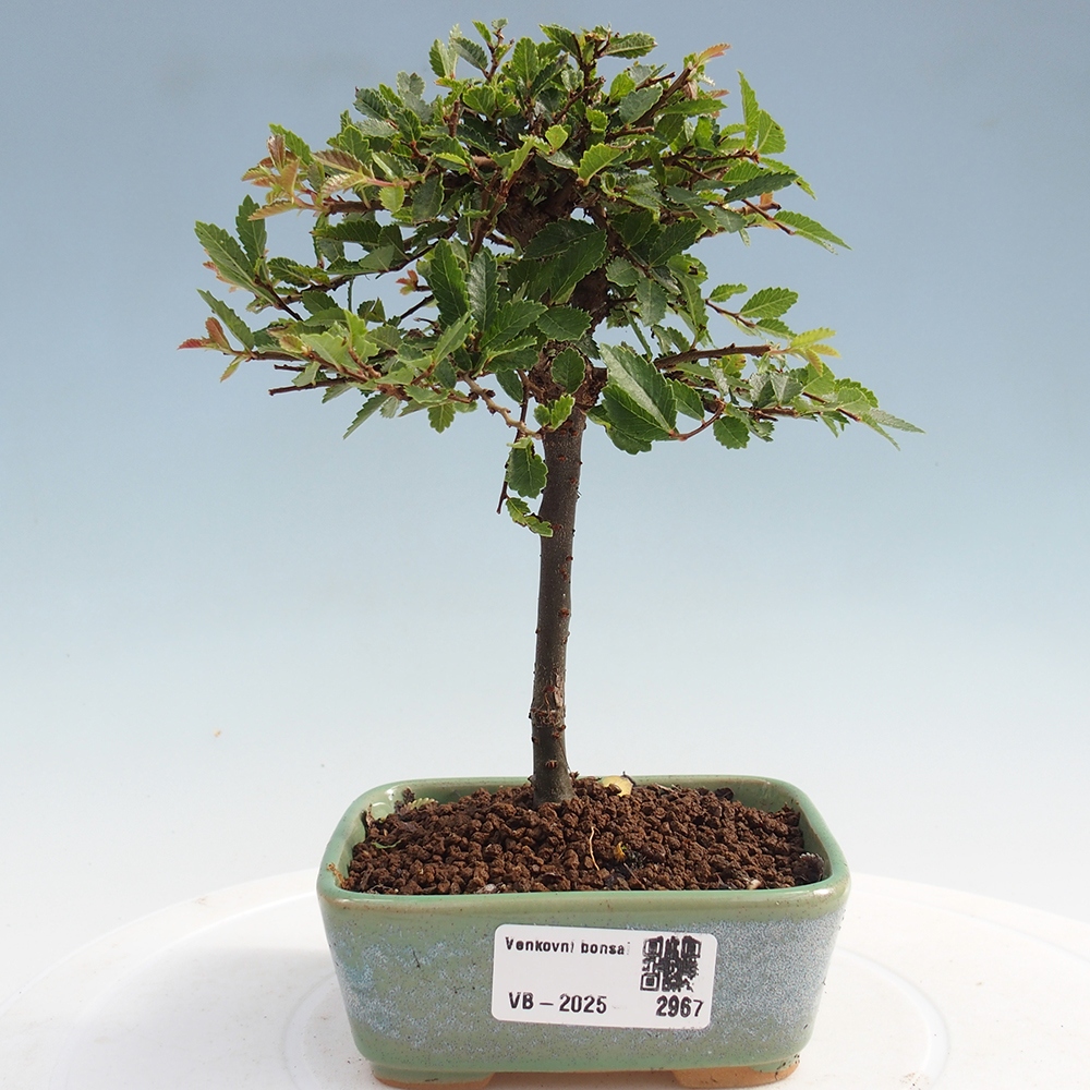 Vonkajší bonsai - Ulmus parvifolia Sagei - Malolistý brest
