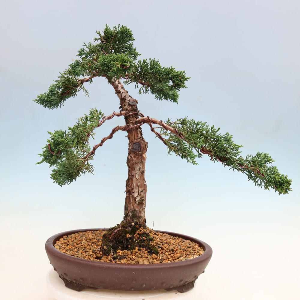 Vonkajší bonsaj - Juniperus chinensis Kishu