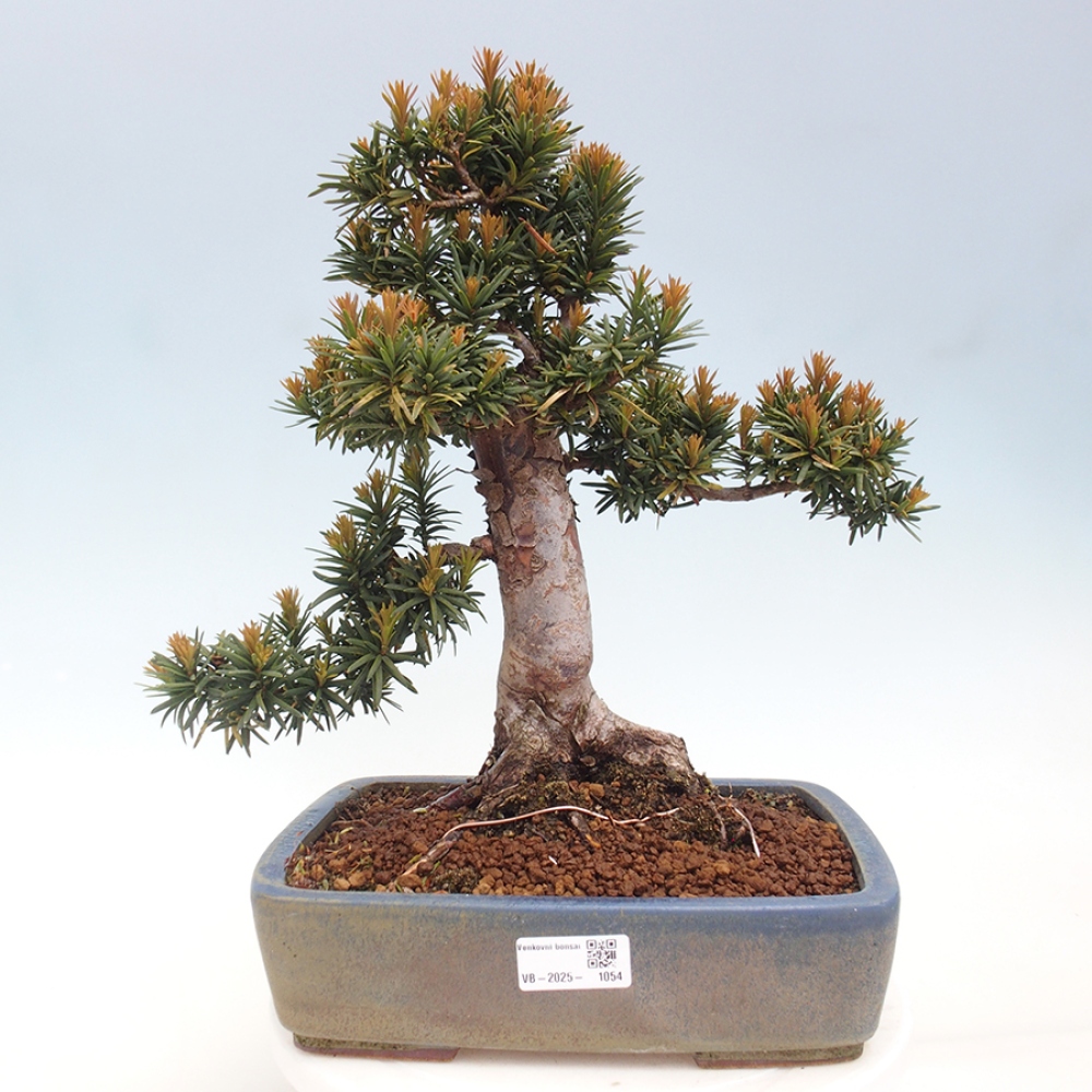 Vonkajší bonsai - Taxus cuspidata - Tis japonský