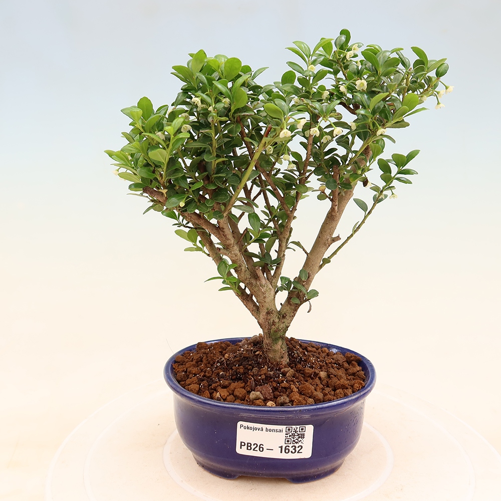 Izbový bonsaj - Ilex crenata - Cesmína