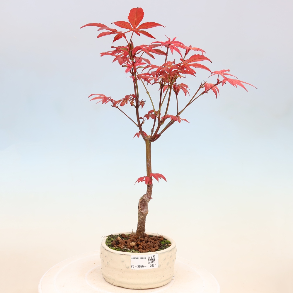 Vonkajšia bonsaj - palma Acer. Atropurpureum-Javor palmový