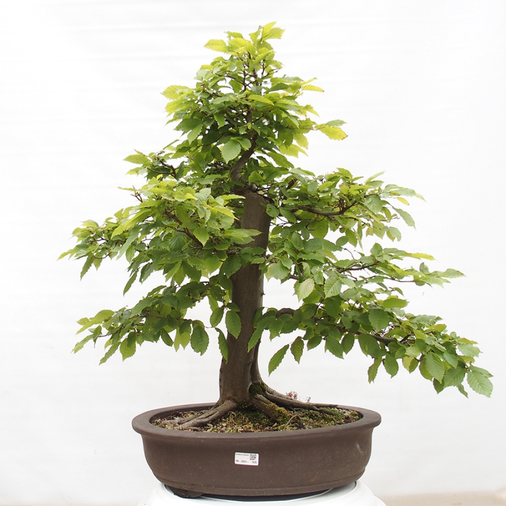 Vonkajší bonsai - Hrab obyčajný - Carpinus betulus