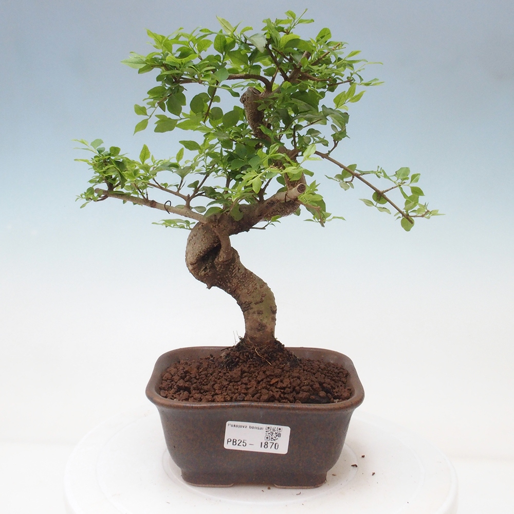 Izbová bonsai -Ligustrum chinensis - Vtáčí zob
