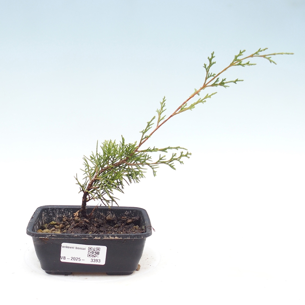 Vonkajší bonsai - Juniperus chinensis Itoigawa -Jalovec čínsky