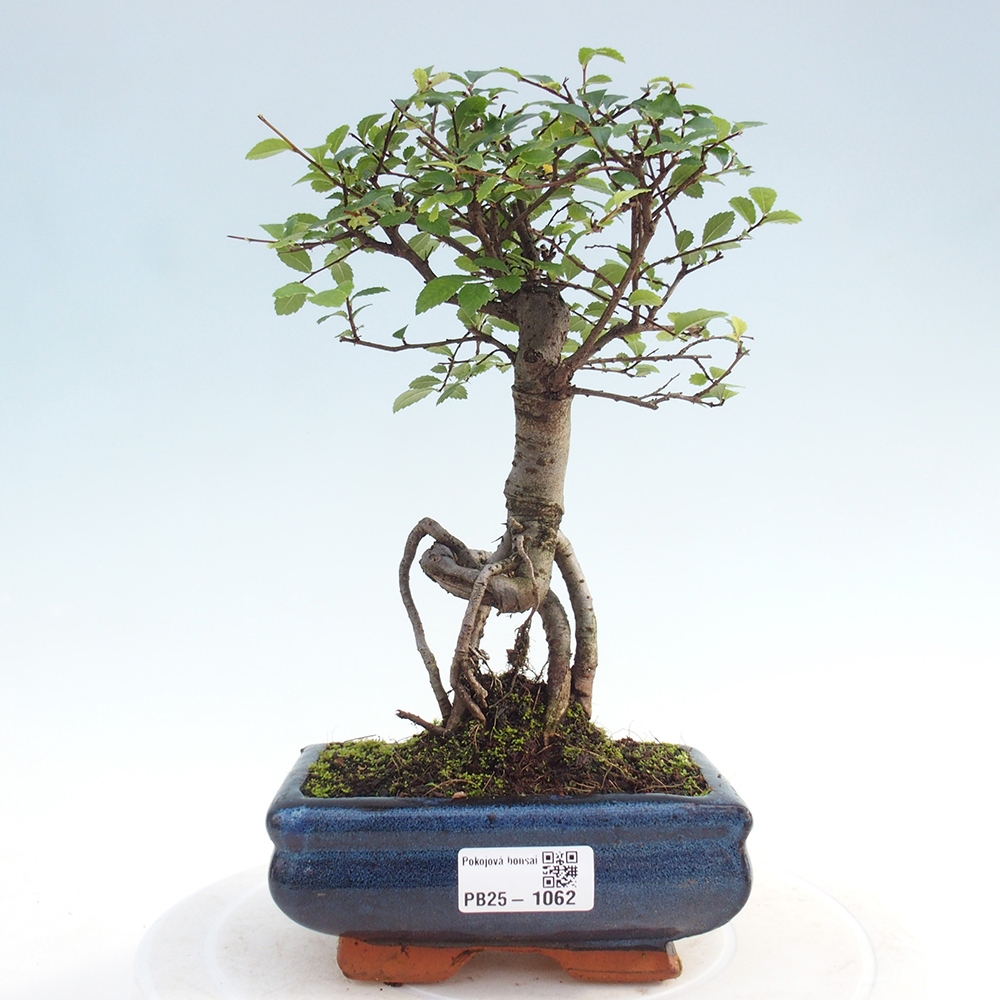 Izbová bonsai - Ulmus parvifolia - Malolistý brest