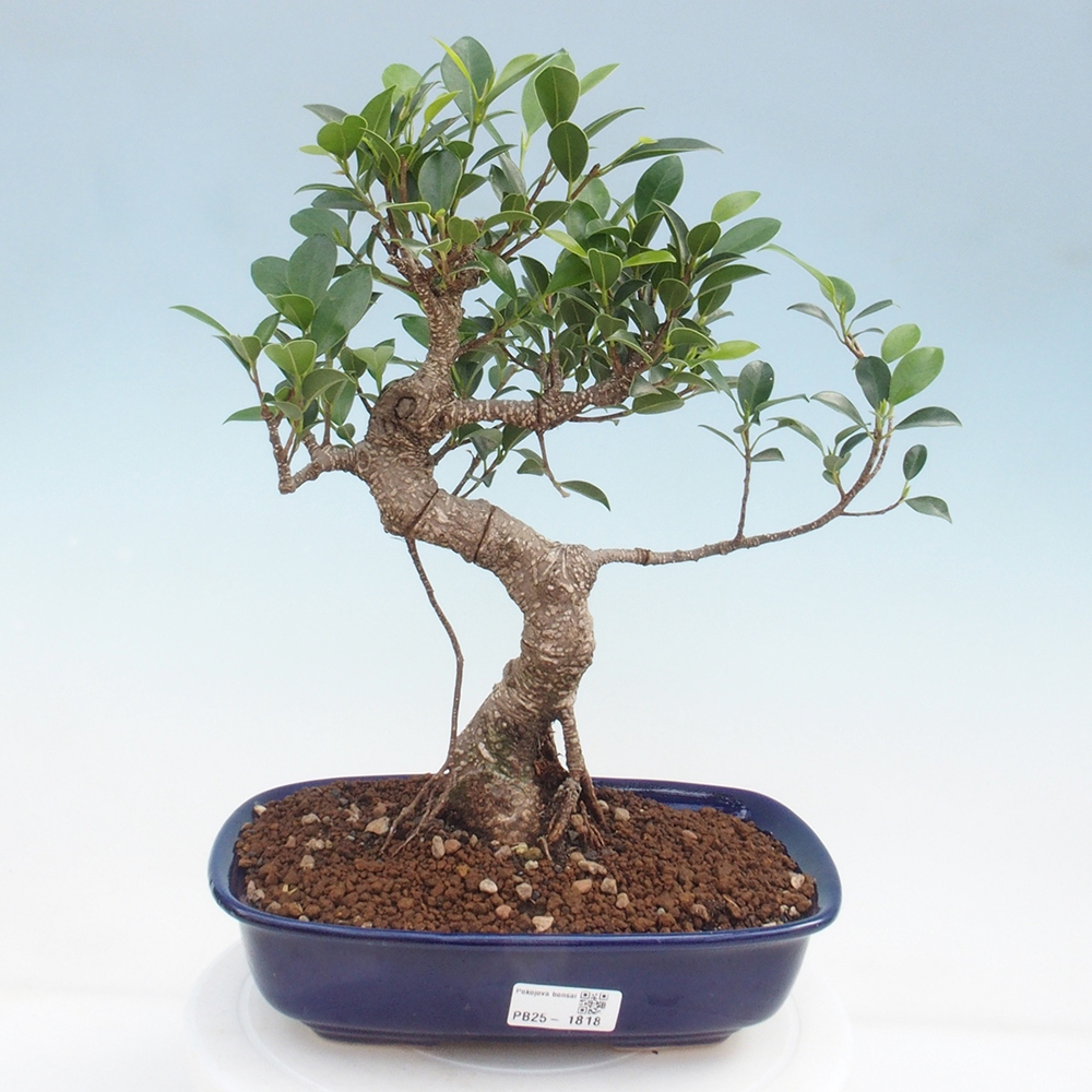 Izbová bonsai - Ficus kimmen - malolistá fikus