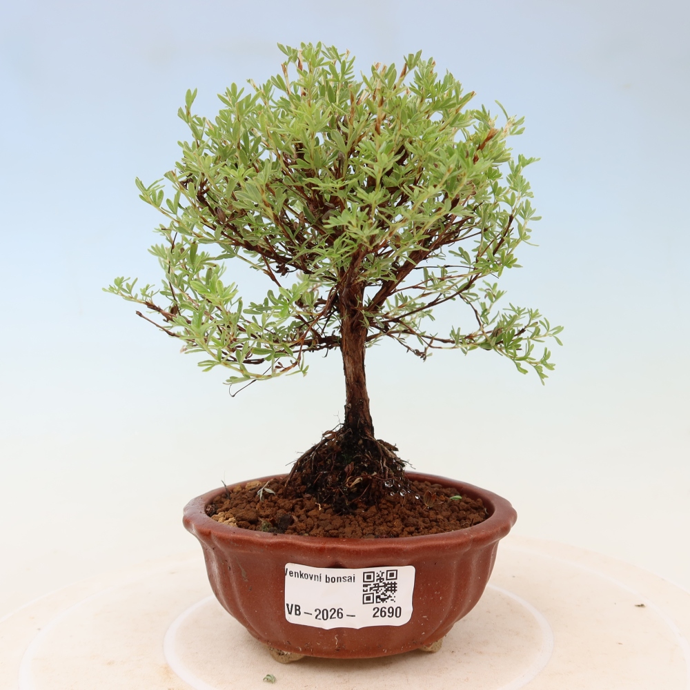 Vonkajší bonsai – Potentila fruticosa – Goldkissen