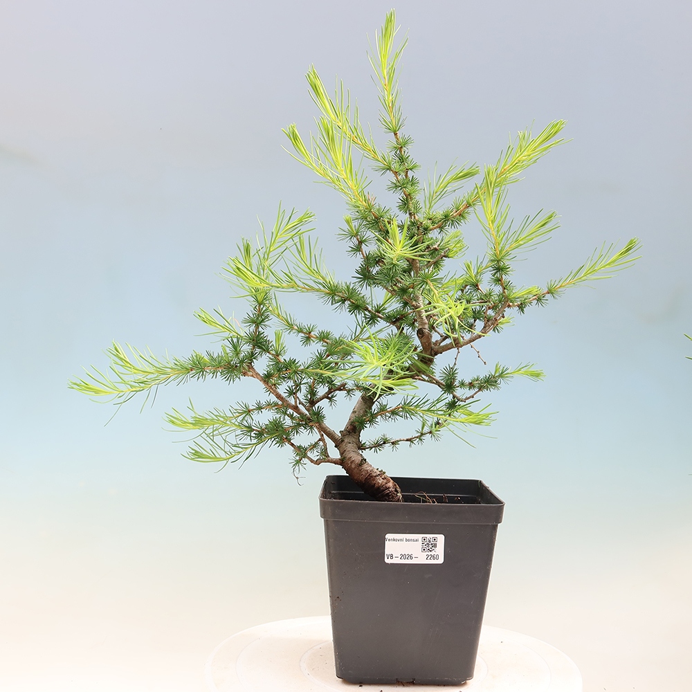 Vonkajšie bonsaje -Larix decidua - Smrekovec