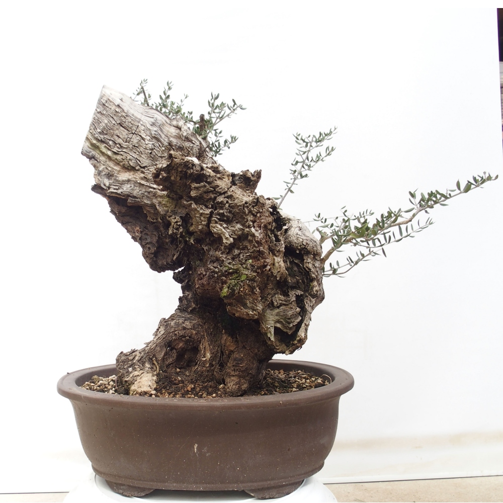 Izbová bonsai - Olea europaea sylvestris -Oliva evropská drobnolistá