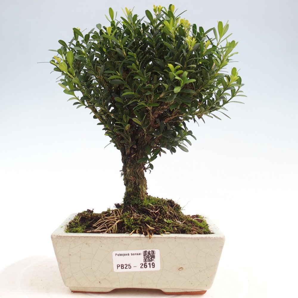 Izbová bonsai - Buxus harlandii -korkový buxus