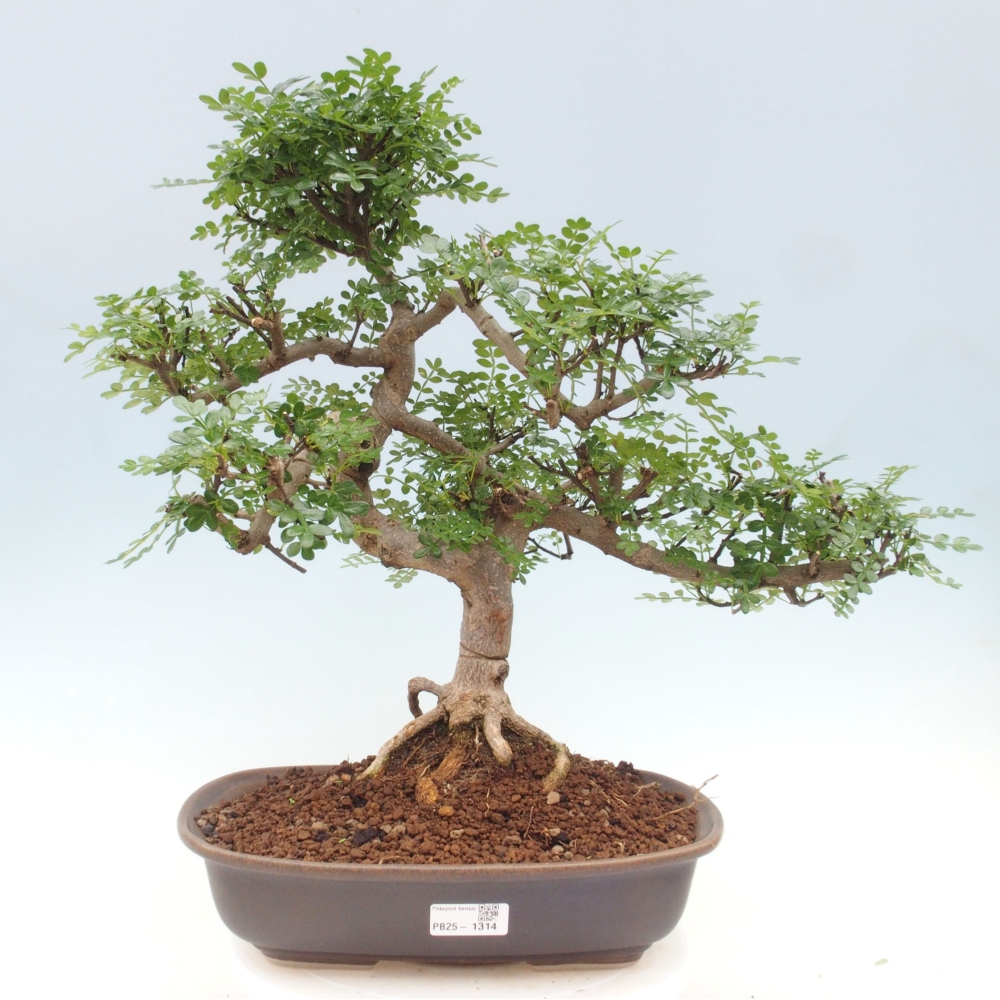 Izbová bonsai - Zantoxylum piperitum - korenistý
