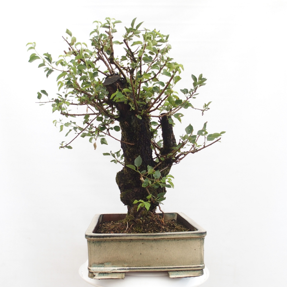 Vonkajšie bonsai - Mahalebka - Prunus mahalieb